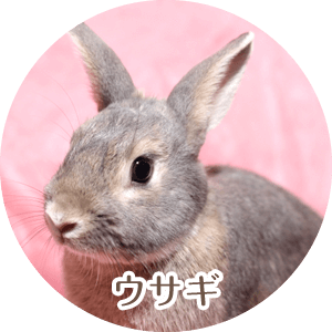 ウサギ