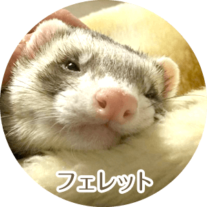 フェレット